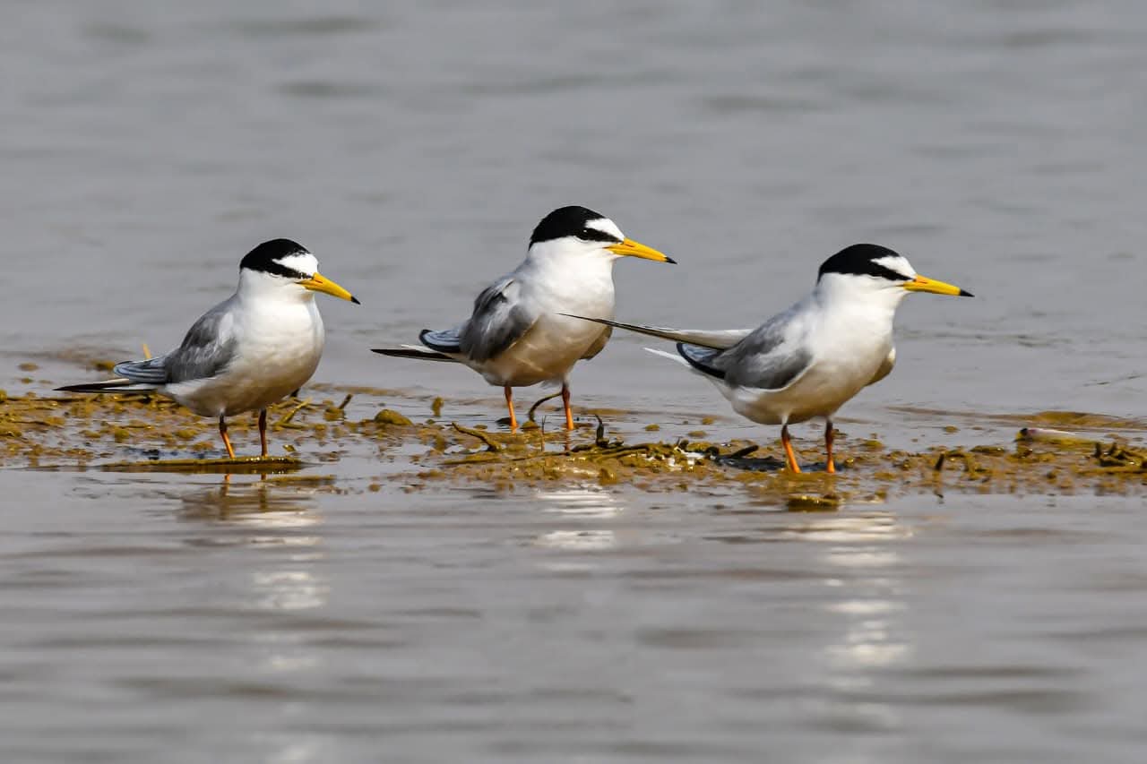 छत्तीसगढ़ : कोपरा जलाशय को मिलेगा रामसर स्थल का दर्जा
