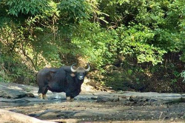 छत्तीसगढ़ का सीतानदी अभयारण्य