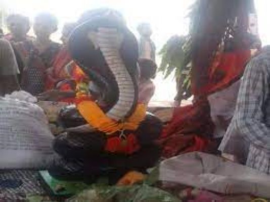  नाग देवता के मंदिर बनने के बाद नहीं दिखते सांप