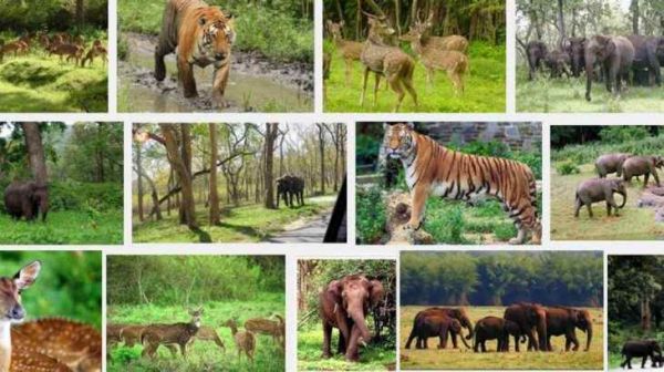 वन्य जीवों से आच्छादित गिर राष्ट्रीय उद्यान 