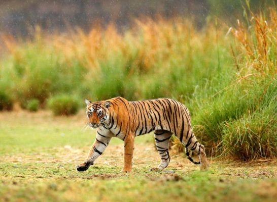 डंपा टाइगर रिजर्व