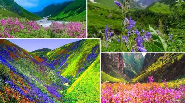 उत्तराखंड: पर्यटकों के लिए खुली विश्व प्रसिद्ध फूलों की घाटी