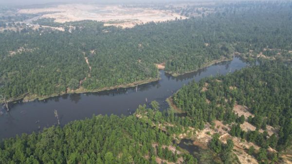 बस्तर में वन आवरण घनत्व में उल्लेखनीय वृद्धि