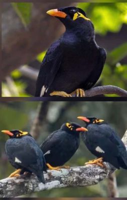 छत्तीसगढ़ की राजकीय पक्षी पहाड़ी मैना के संरक्षण हेतु जीपीएस से हाेगी निगरानी