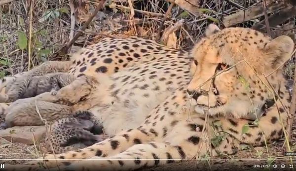 चीता प्रोजेक्ट को ऐतिहासिक उपलब्धि : मप्र के कूनो में भारतीय मूल की मादा चीता ‘मुखी’ ने दिया 5 शावकों को जन्म